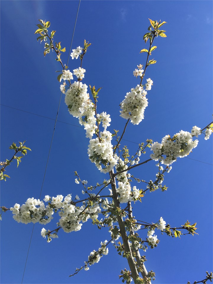 Spring on our cherry orchard