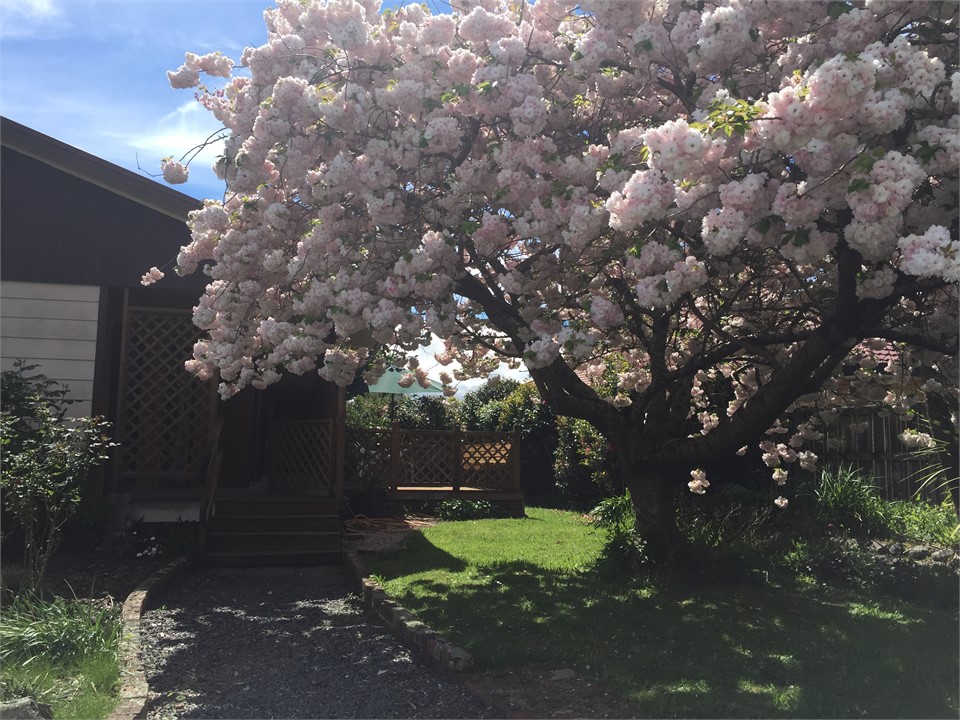 Spring Cherry Blossoms