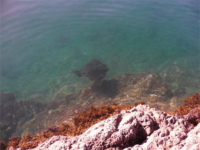 Watch the stingray as you fish.