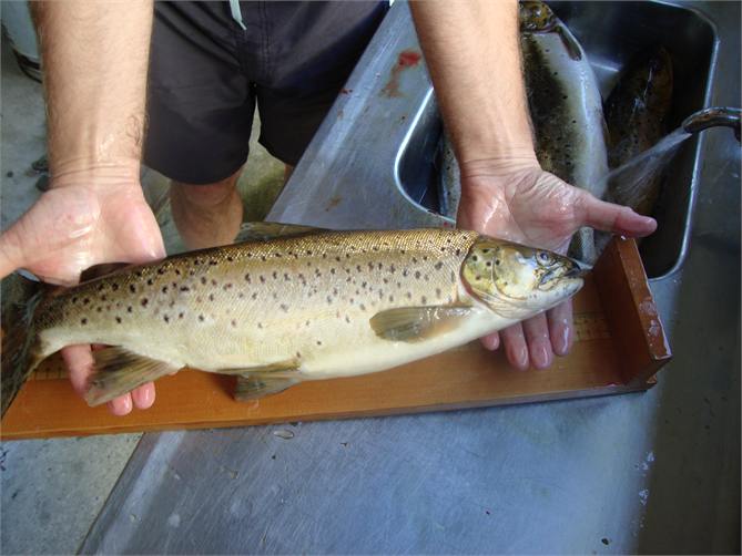 Average sized brown trout