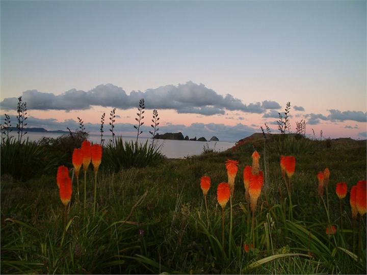 Sunset & Red Hot Pokers