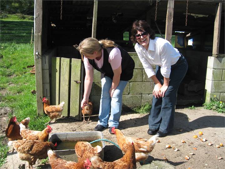 You get fresh eggs daily from our hens