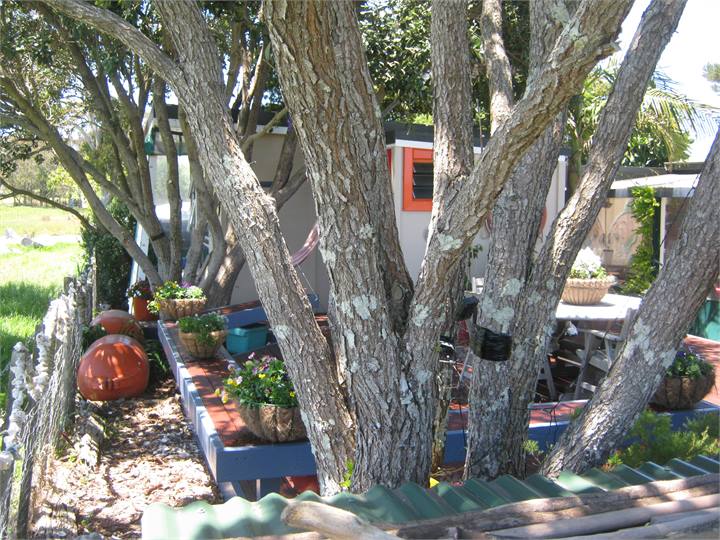 Pohutukawa trees surround the Cabin.