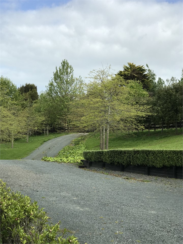 Secluded tree lined driveway