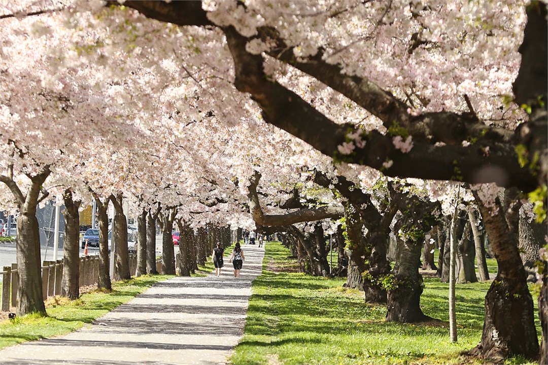 Wander down to Hagley park