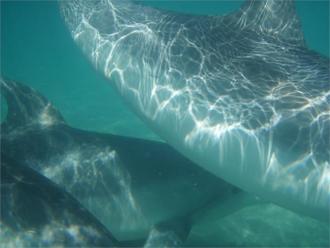 Swim with the dolphins at the beach - lucky you!