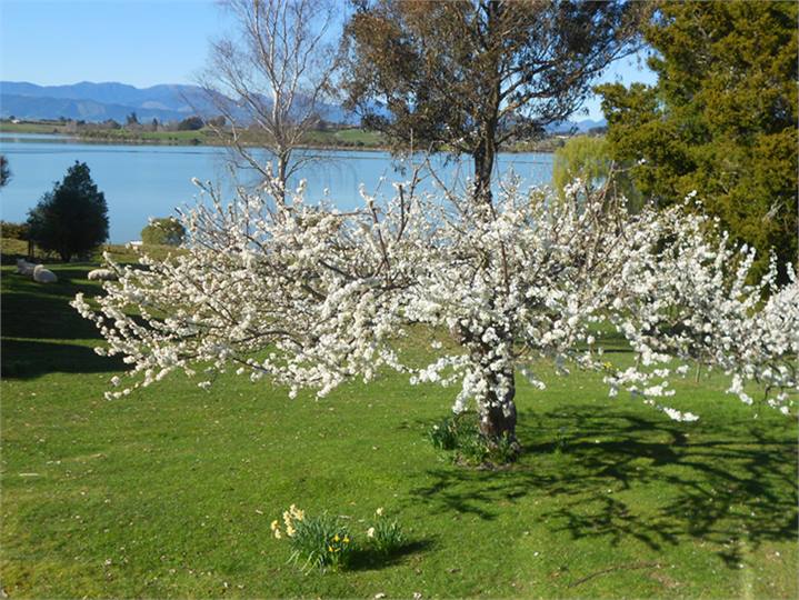 Back yard /  Plum tree