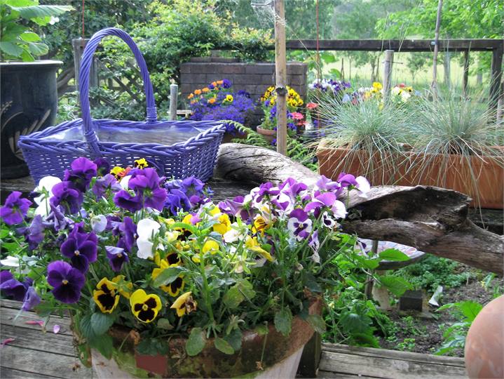 Garden in spectacular in summer