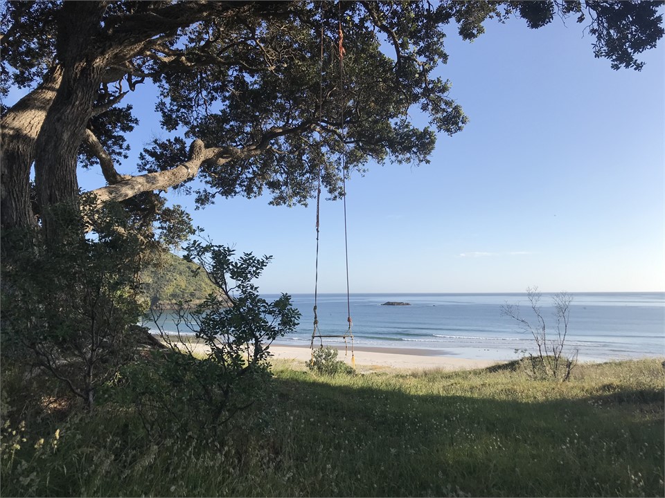 Pohutukawa Trees  (sunrise coffee spot)