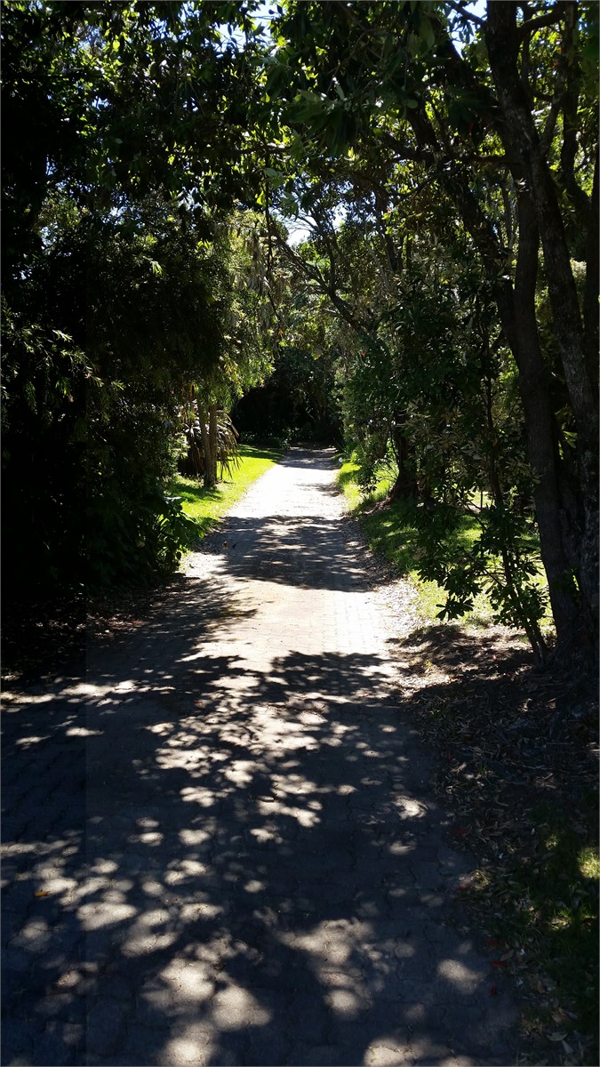 Pohutakawa Lined Driveway