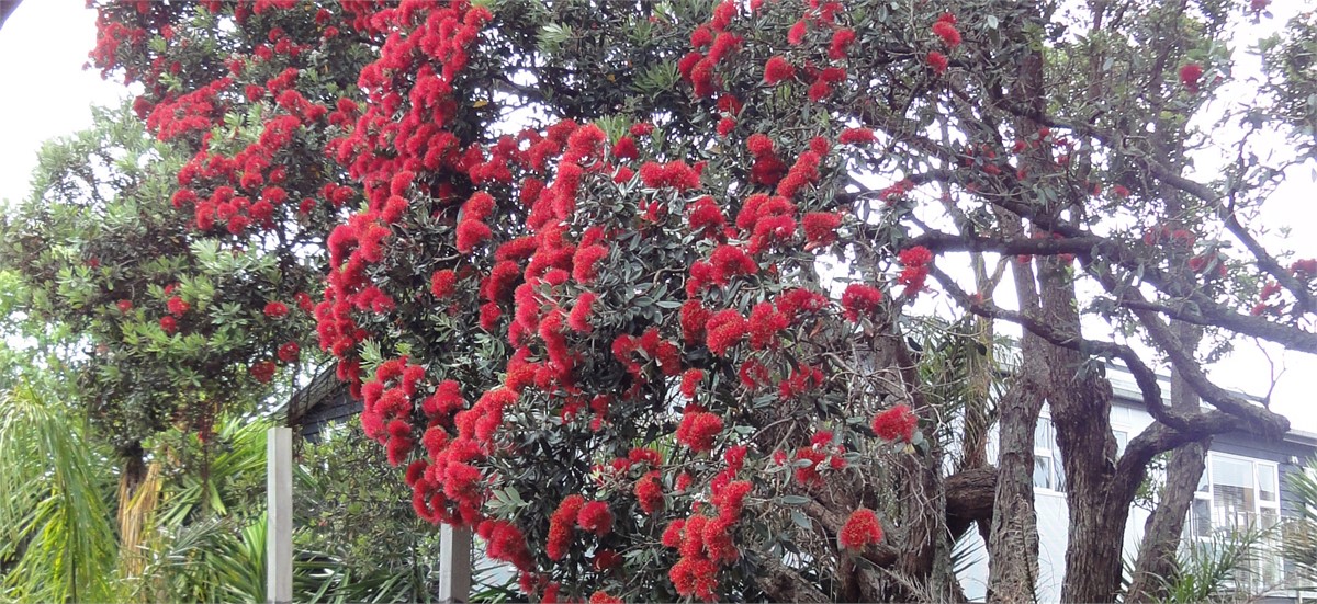 Pohutakawa trees outside Bedroom 1
