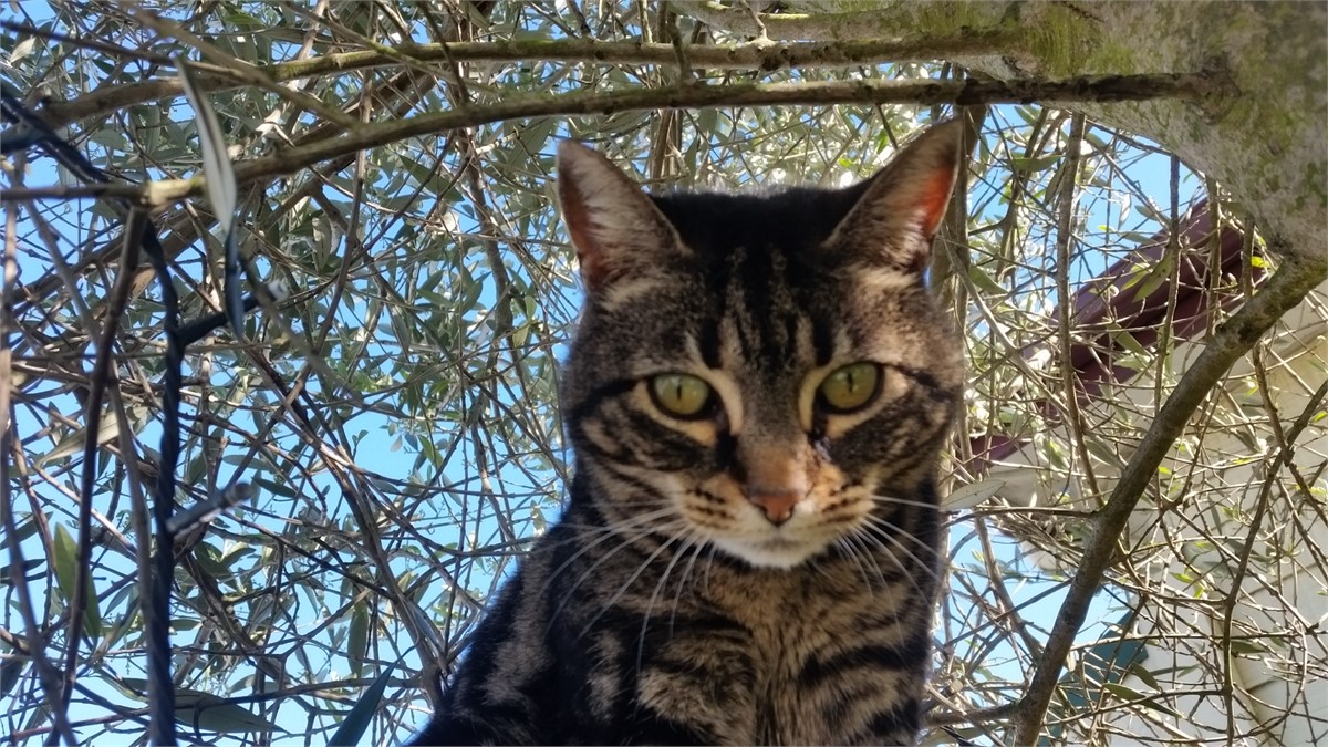 Marmite the BnB Mascot