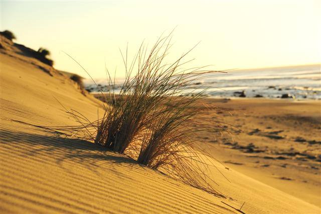 Sand Dunes to play in