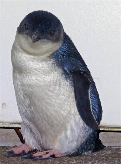 Wee Blue Penguin