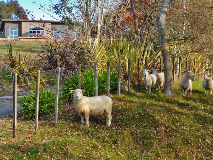 Tame sheep, privacy and spaces to wander
