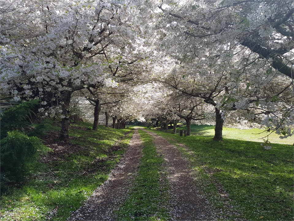 Spring Blossums on the driveway