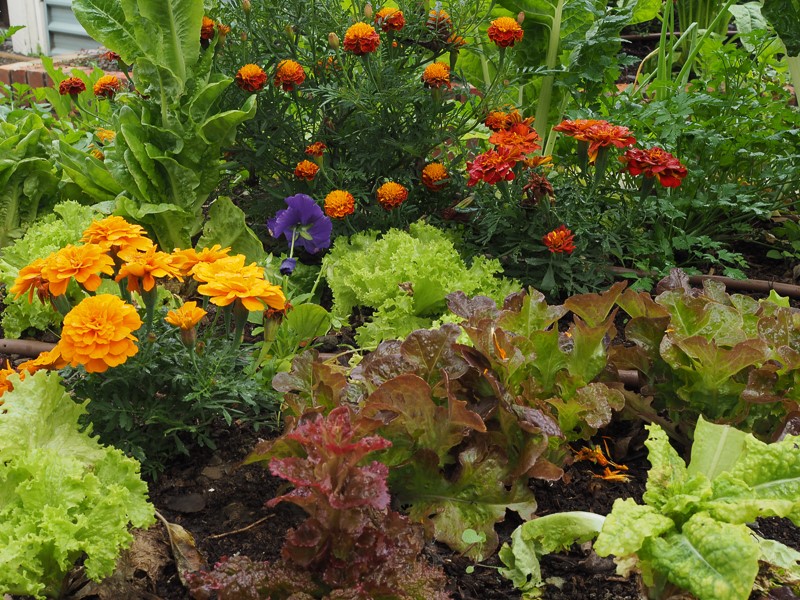 Permaculture style garden