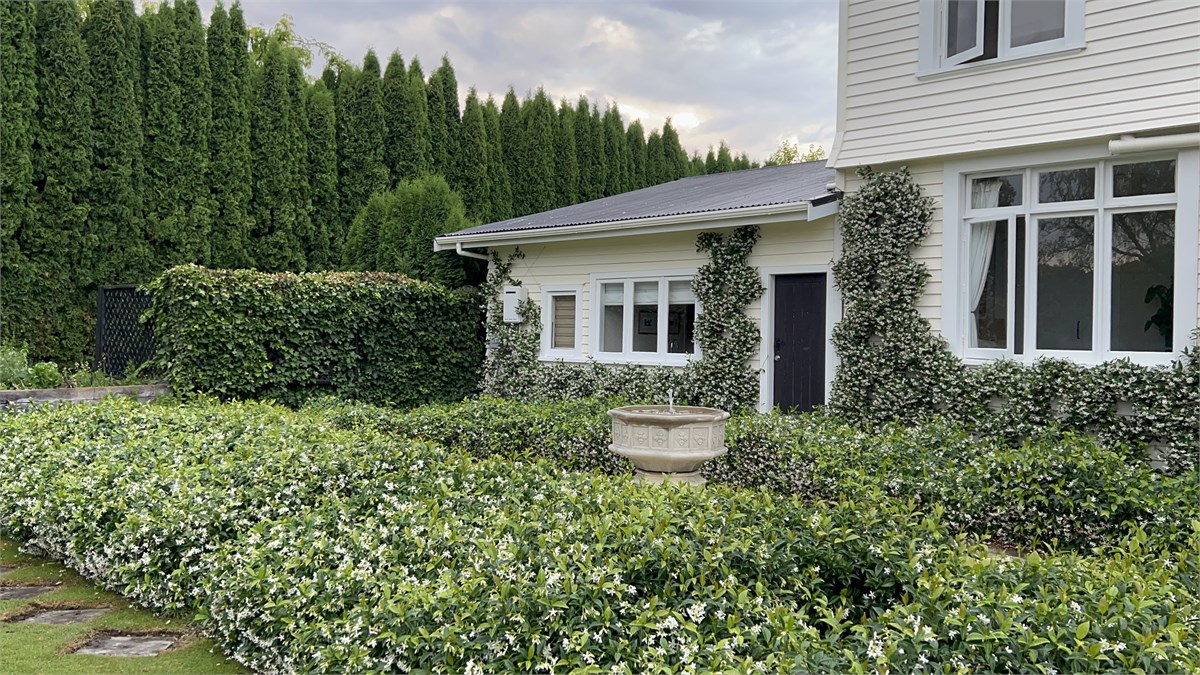 View of star jasmine courtyard