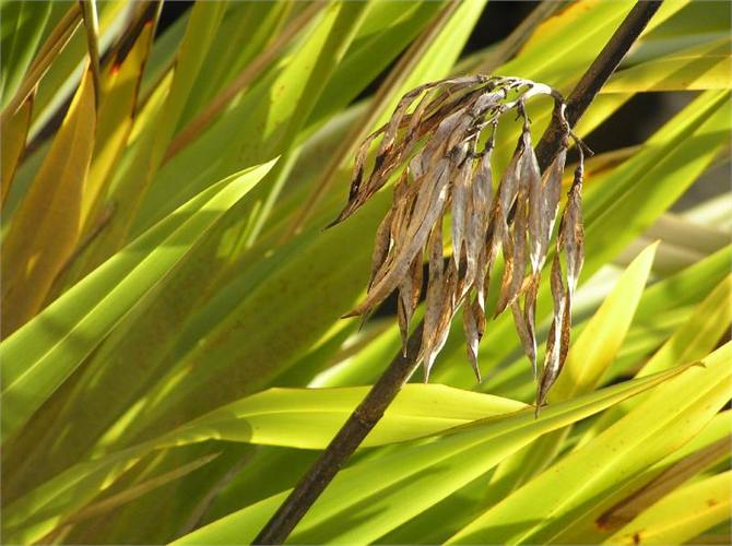 Harakeke attracts native birds