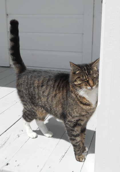 Peanut the cat (outdoor cat)