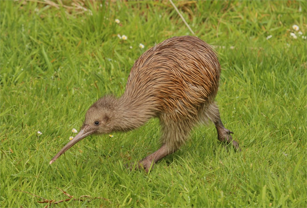 Kiwi can be spotted on the lawn, during the night.