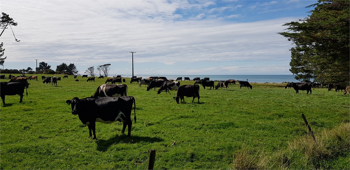 Dairy cows on farm
