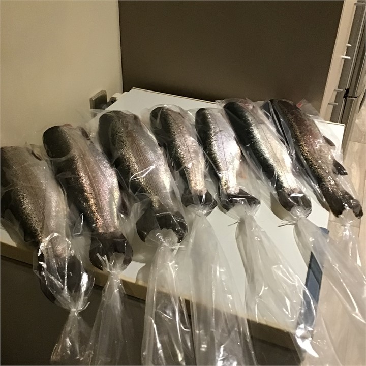 Trout caught a Humphries Bay