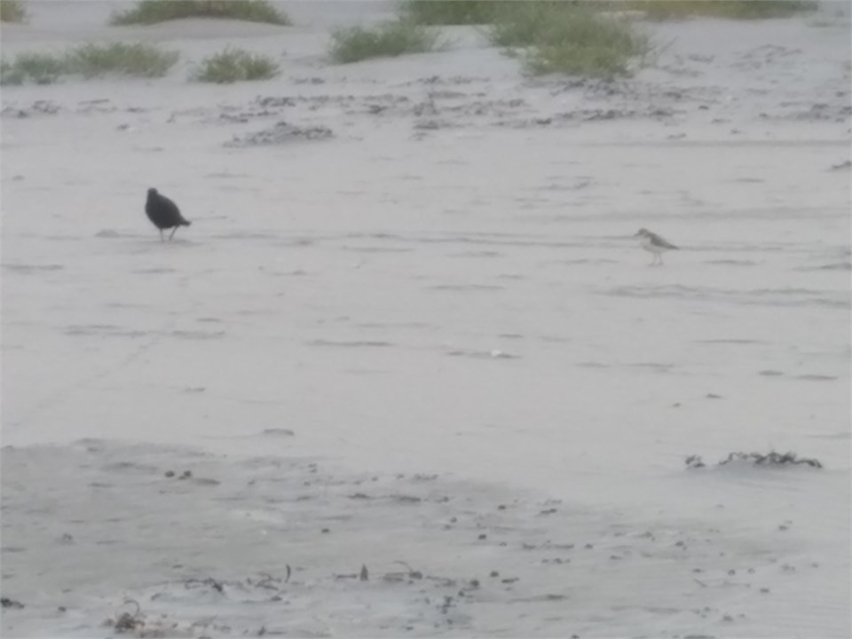 Doteral chick and Oyster Catchers
