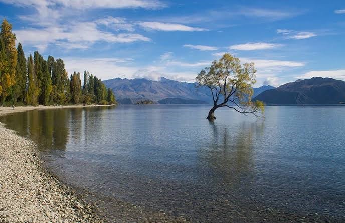 The famous Wanaka Tree