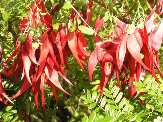 Kakabeak in cottage garden area