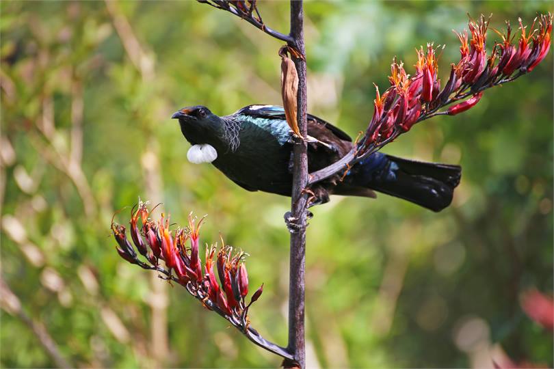 Tui - one of the many species of native birds