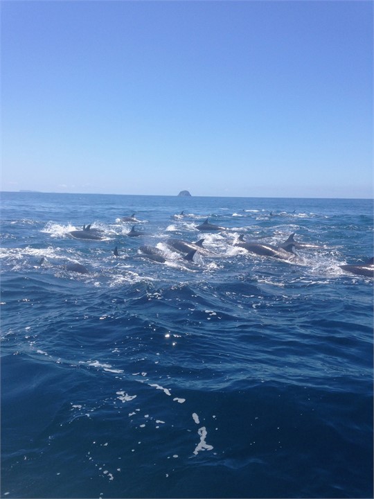 Dolphins at Tairua Beach