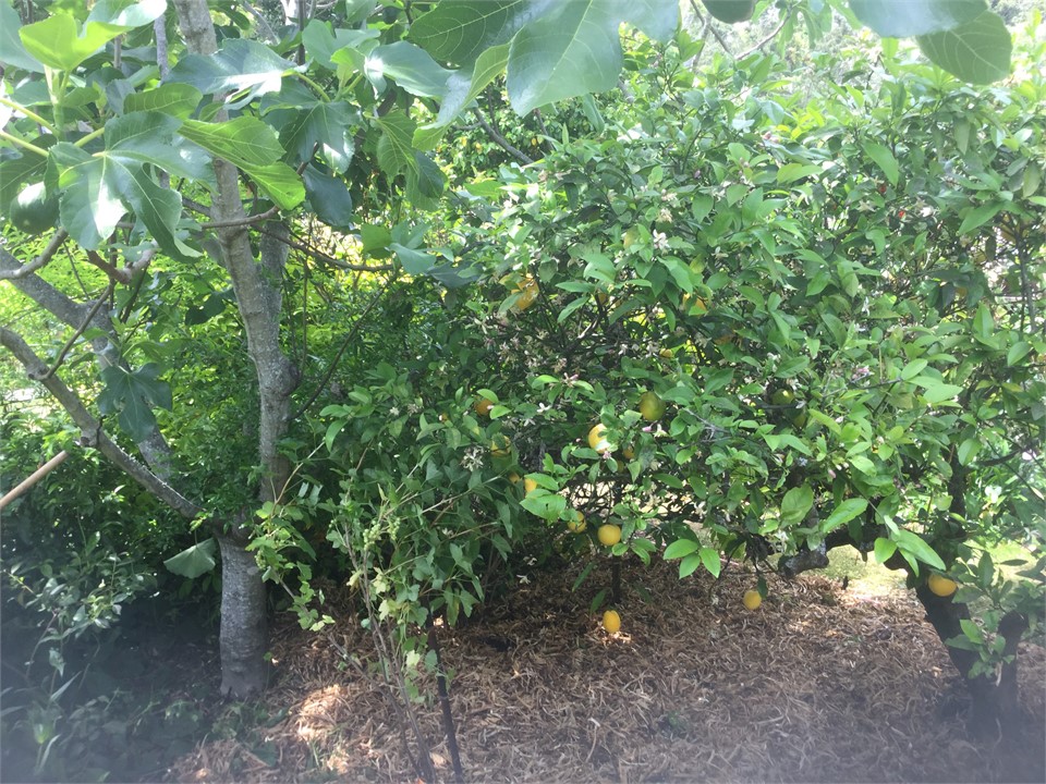 Guests are welcome to Figs, Lemons and other Fruit