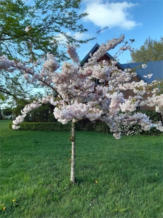 Cherry blossom in Spring