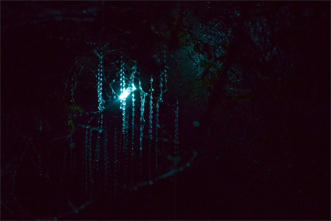 Glow Worms