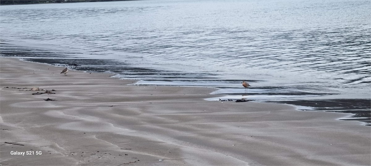 NZ Dotterel on beach