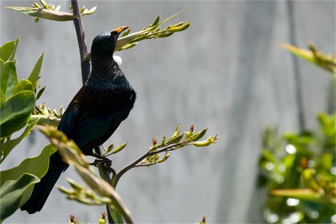 Native Tui on flax on Walkway