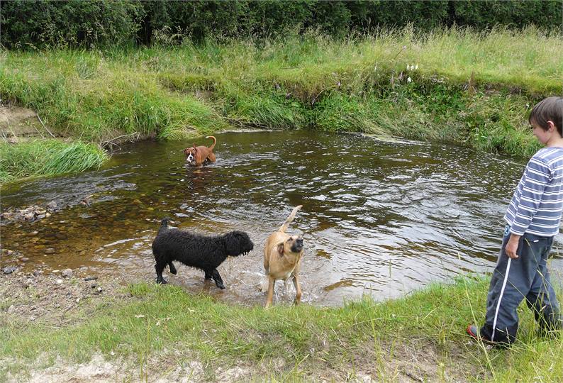 Orinoco Stream - for water loving dogs.