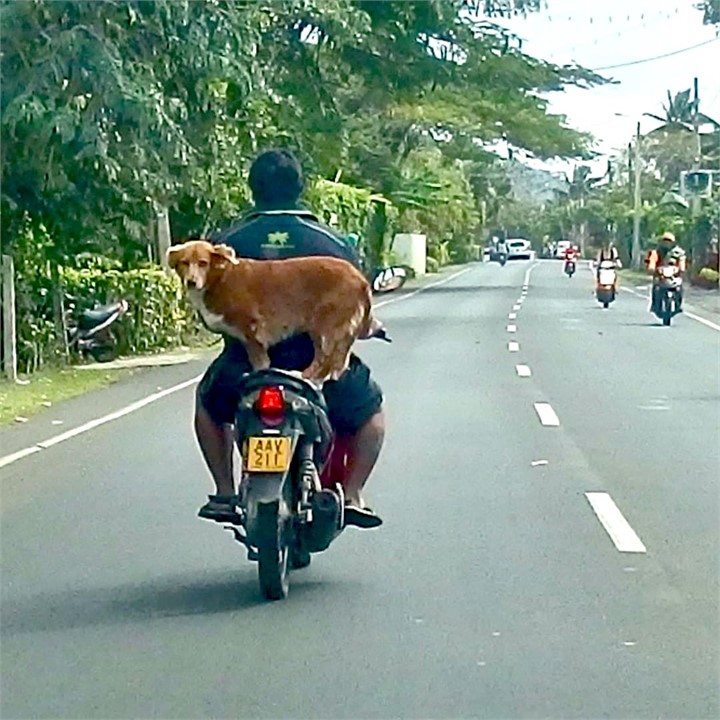 experience for yourself the island style of living