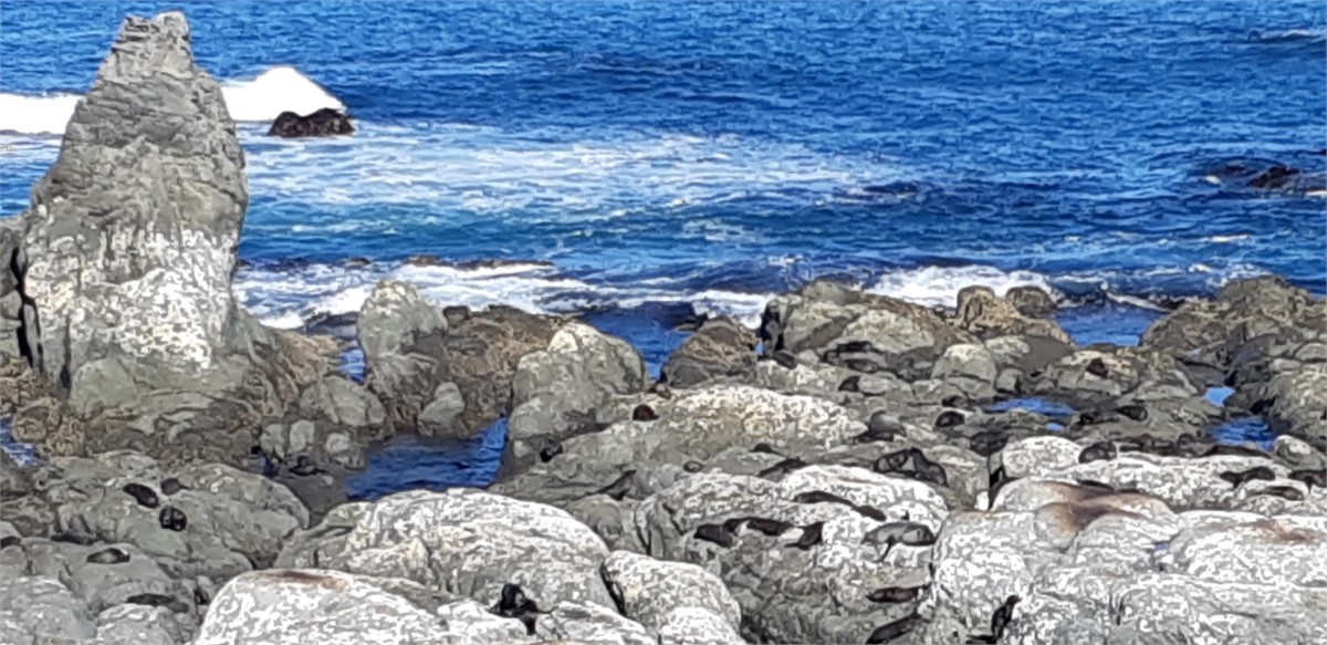 Veiw the huge Seal Colony 10 minutes down coast.