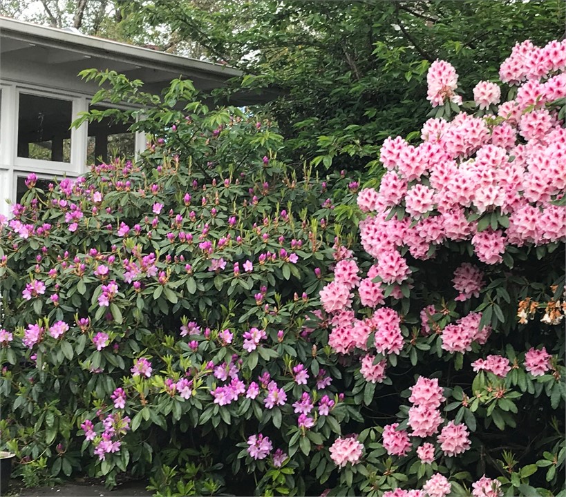 Lovett Lodge - Exterior, Rhodes in flower