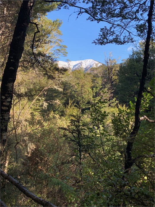View from the bush walk on the property