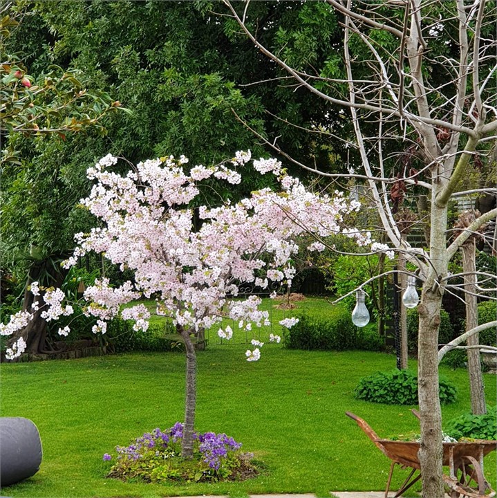 Springtime in the Garden