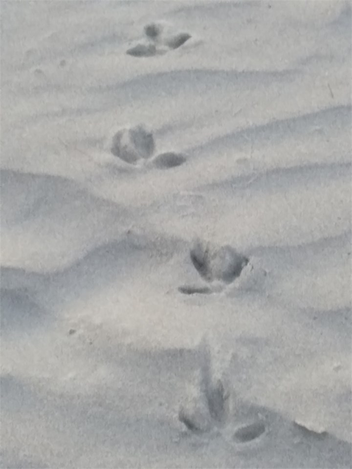 Doteral Chick tracks on beach
