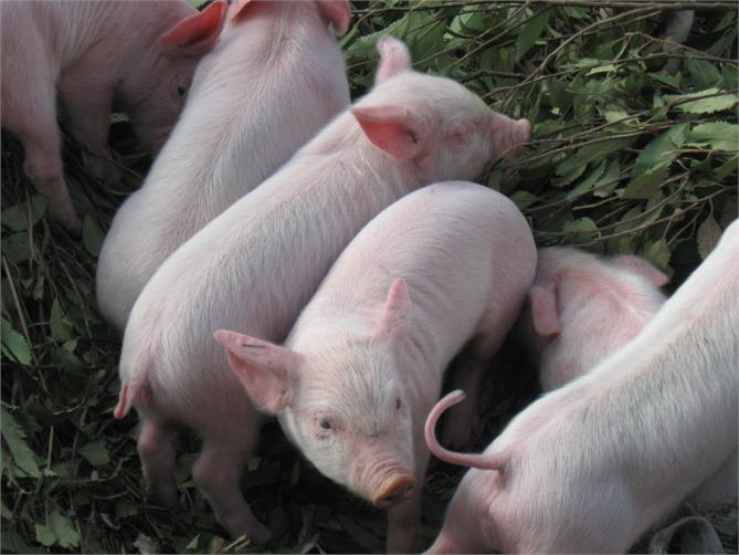 Piglets