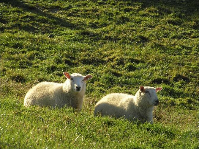Sheep graze the paddocks
