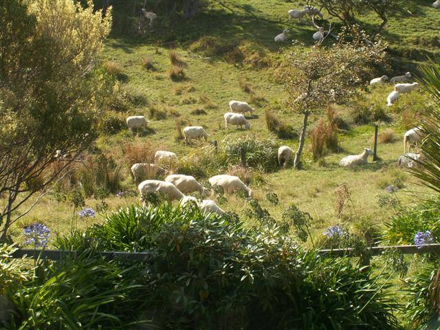 Close proximity to Sheep Station