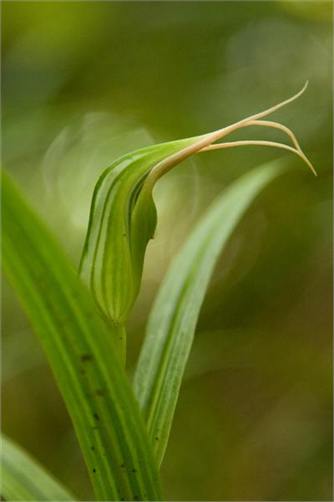 Native green hooded orchid - on the property