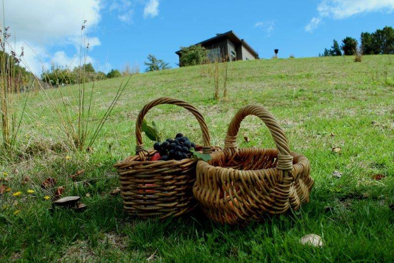 Gathering! Apples, mushrooms, citrus, nuts