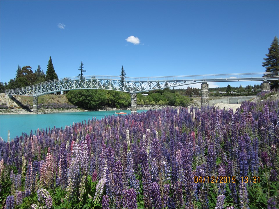Walk bridge surrounded in lupins!